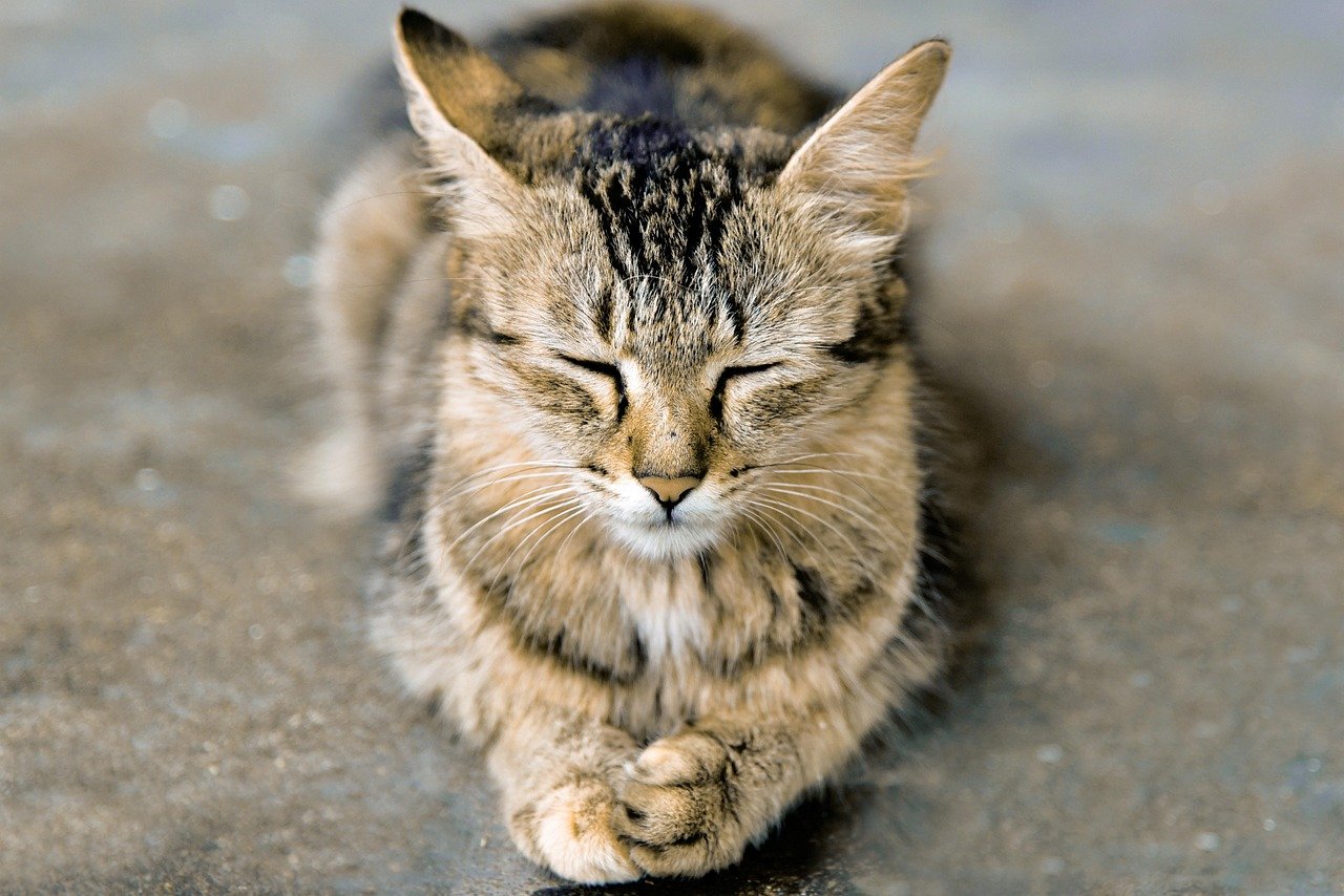 The Meditative Effect of Watching Cats (image credits: pixabay)