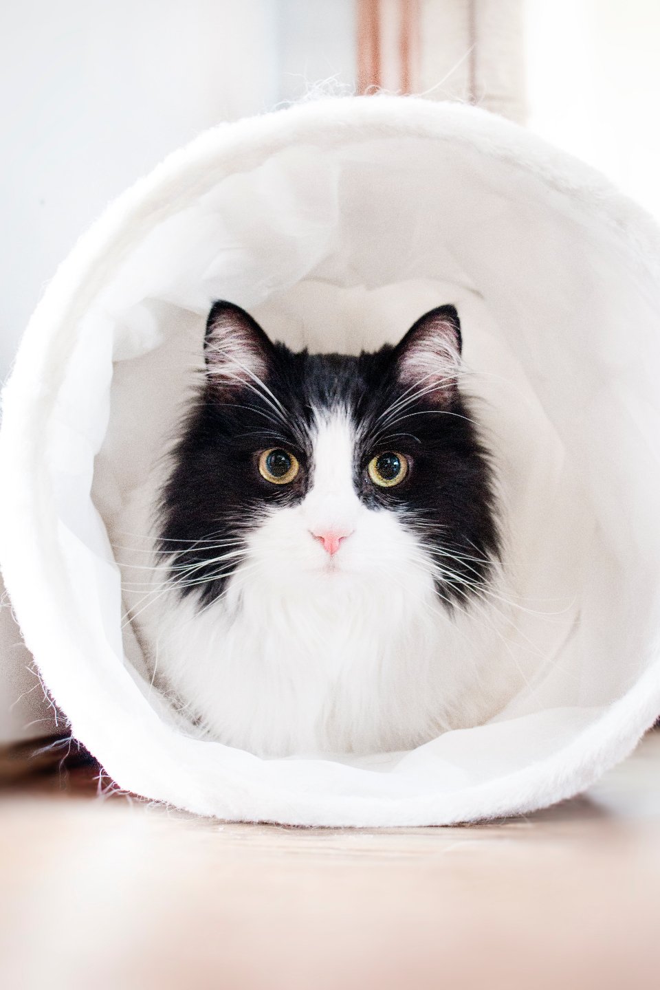 Why Cats Beat Dogs at Creating a Peaceful Home Life