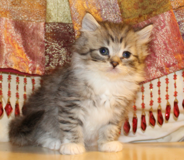 Ragamuffin: The Sweet-Natured Snuggler (image credits: wikimedia)