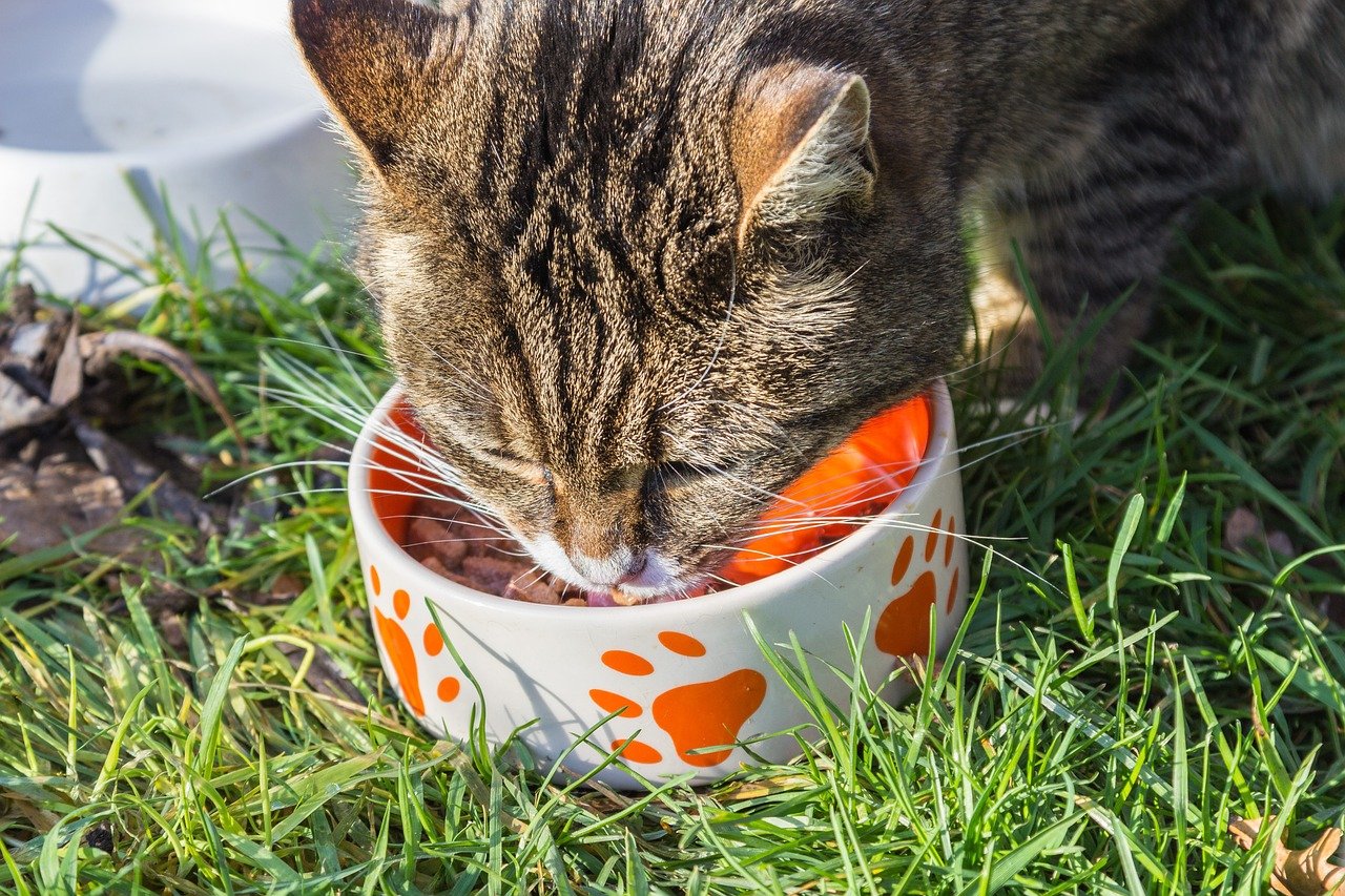 Mealtime Rituals Together (image credits: pixabay)