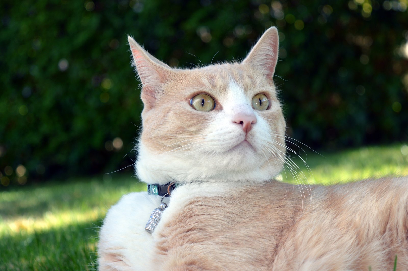Observation and Safety (image credits: wikimedia)