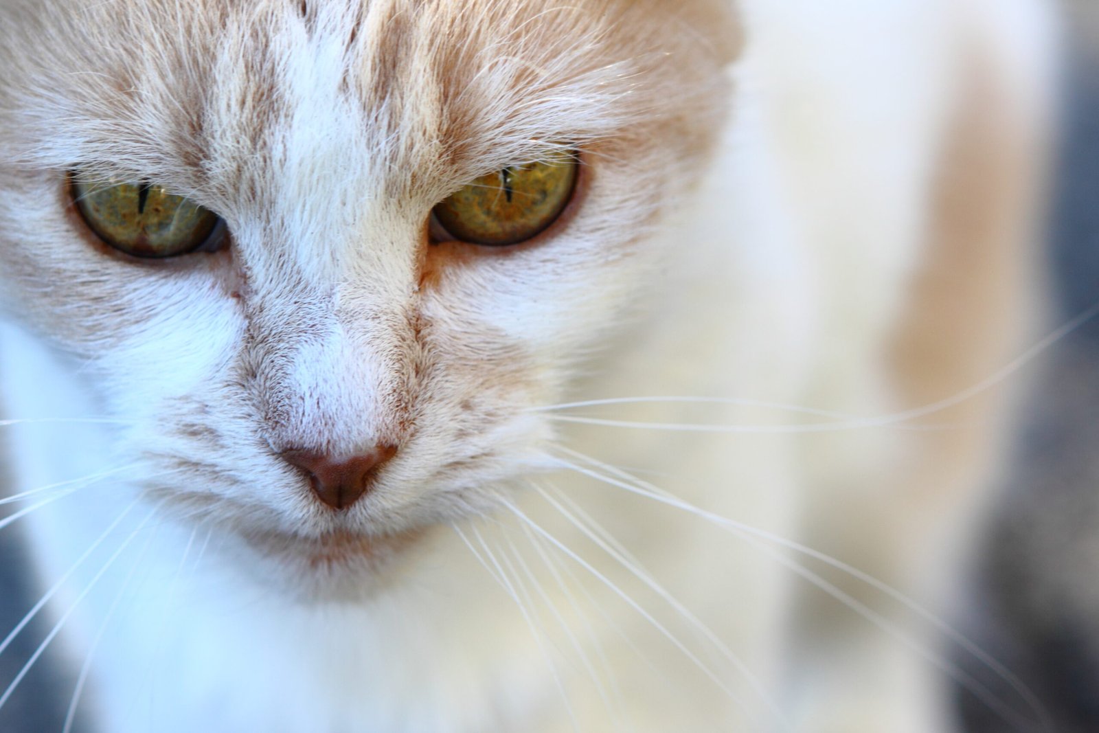 Slow Blinking and Soft Gazes (image credits: wikimedia)