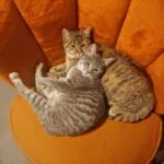 Seeking Out Physical Contact