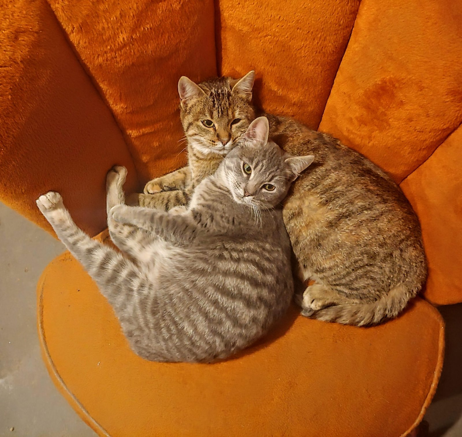 Seeking Out Physical Contact (image credits: wikimedia)