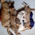 Bonding With Other Cats