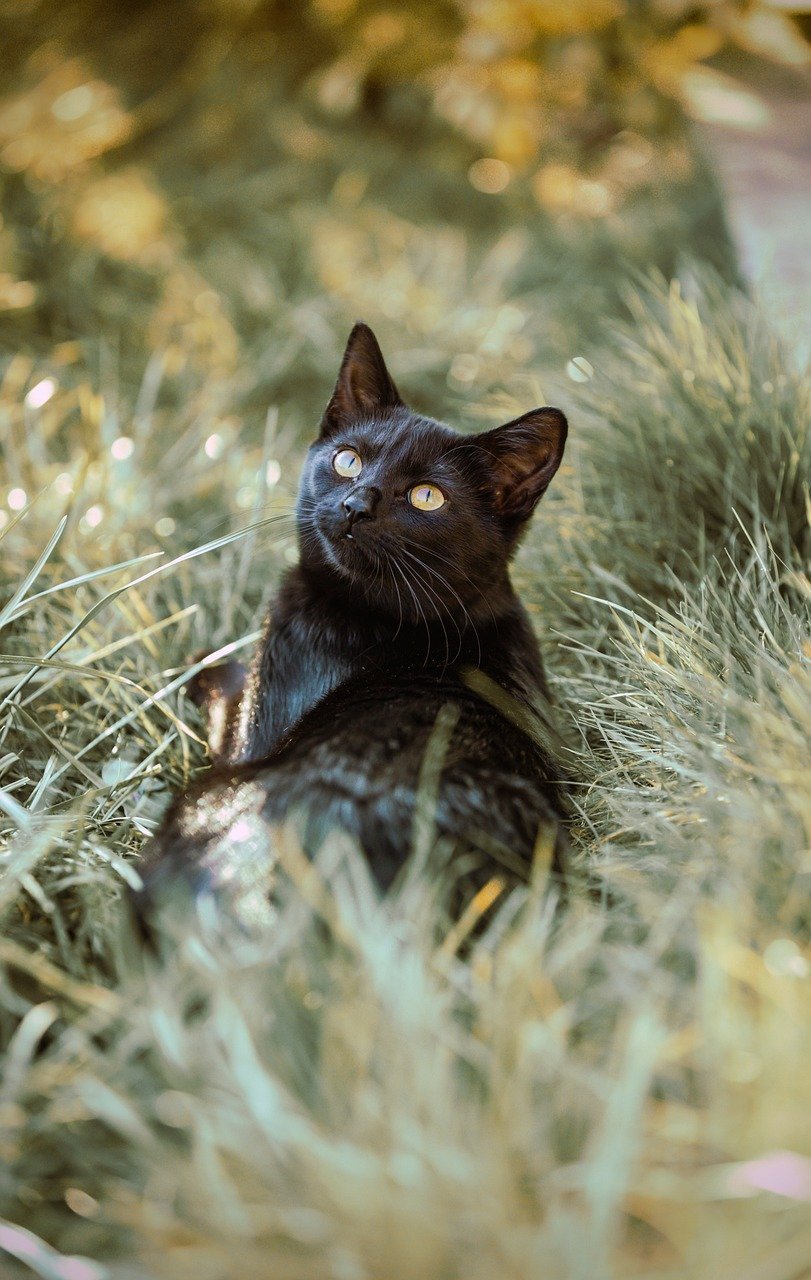Enjoying Sunlight or Shade (image credits: pixabay)