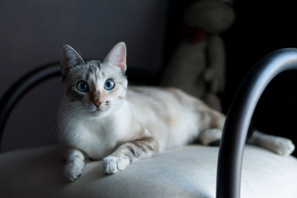 Quiet Companionship Versus Constant Attention (image credits: rawpixel)