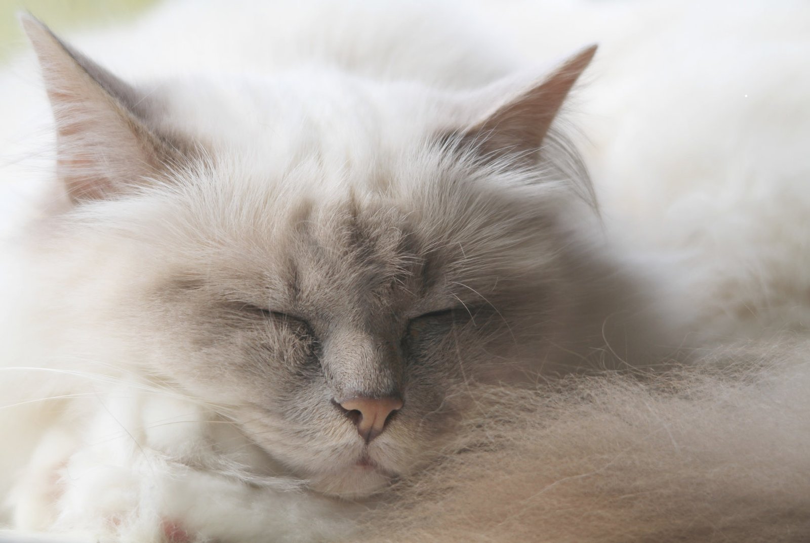 10. Watching You Calmly, Eyes Half-Closed (image credits: wikimedia)