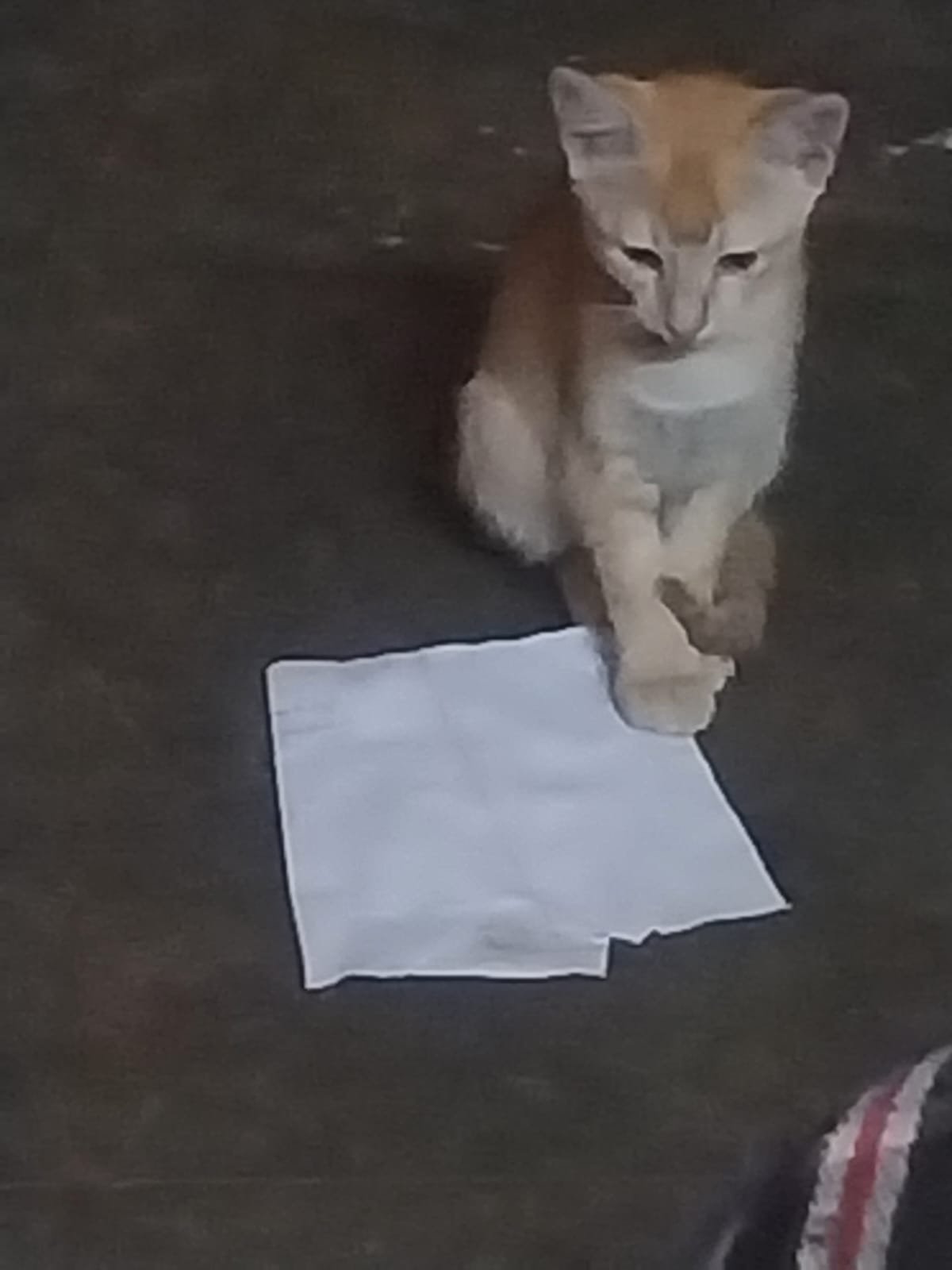 12. Sitting on Your Work Papers Without a Fuss (image credits: wikimedia)
