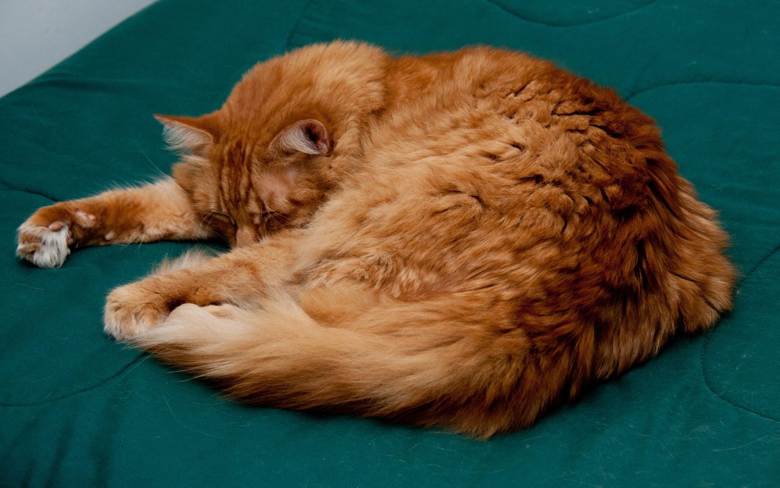 The Feline Instinct for Safety and Security (image credits: wikimedia)