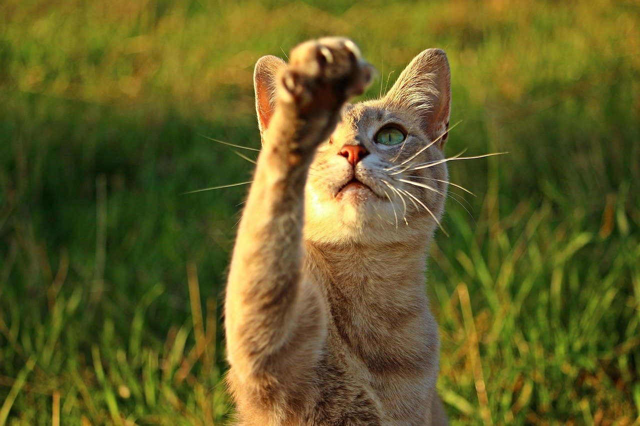 When They Allow You to Trim Their Claws (image credits: pixabay)