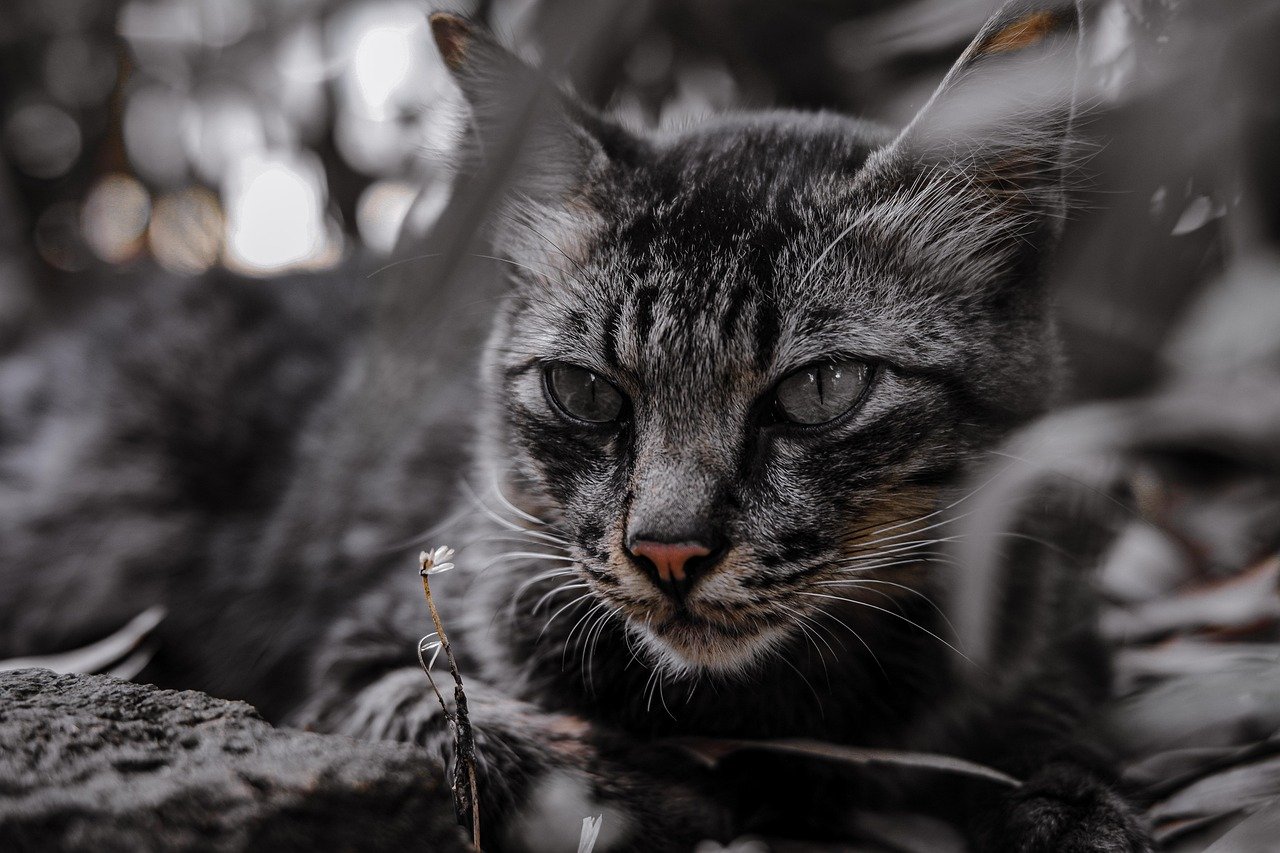 When They Nuzzle Into Your Neck or Face (image credits: pixabay)