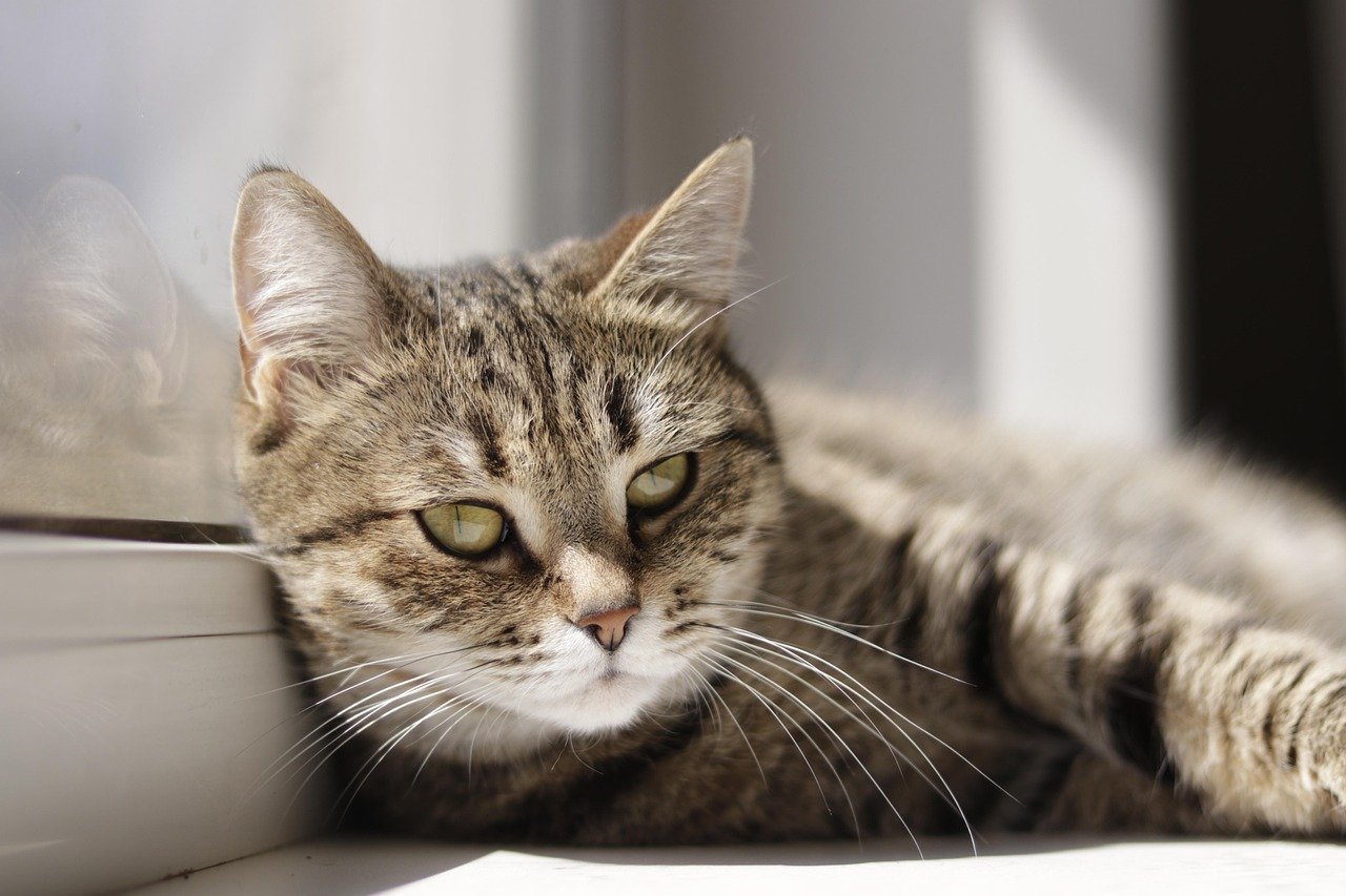 Windowsills: Watching the World Go By (image credits: pixabay)