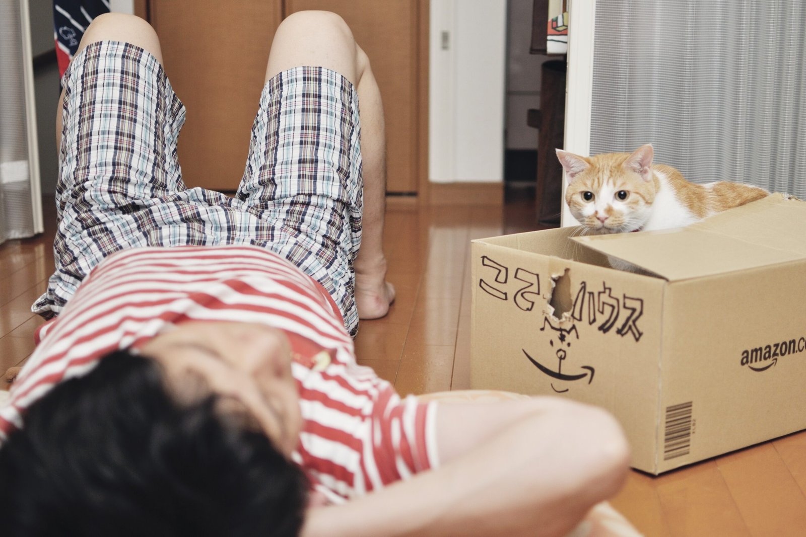 Inside Boxes: Instinctual Comfort and Playfulness (image credits: wikimedia)
