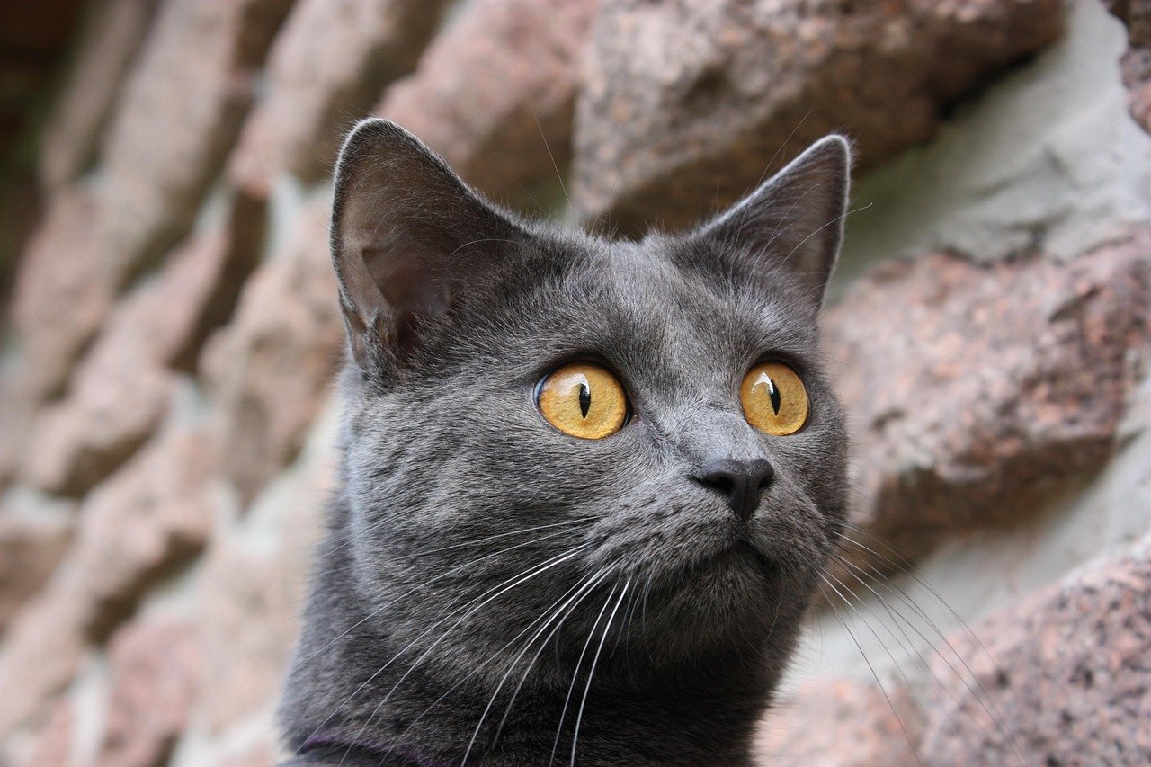 7. Chartreux: The Quiet Confidant (image credits: pixabay)