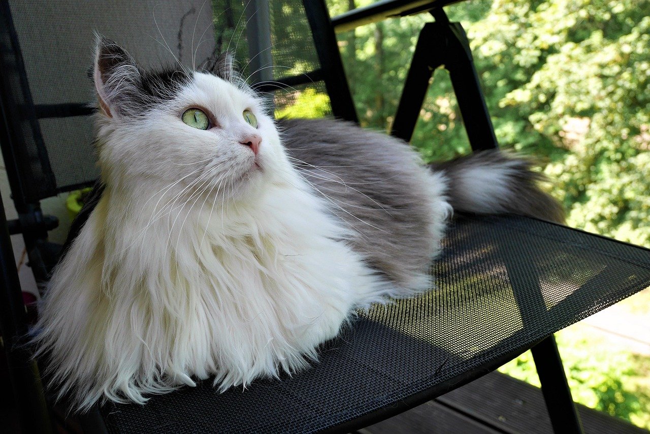 17. Siberian: The Calm Observer (image credits: pixabay)