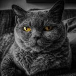 Cats Returned