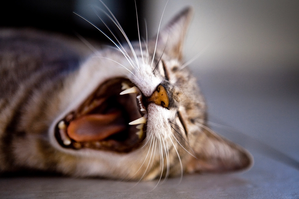 Chirping or Trilling Sounds (image credits: rawpixel)