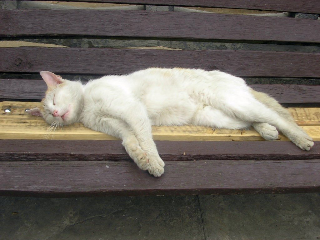 Sleeping Near or On You: Trust at Rest (image credits: wikimedia)