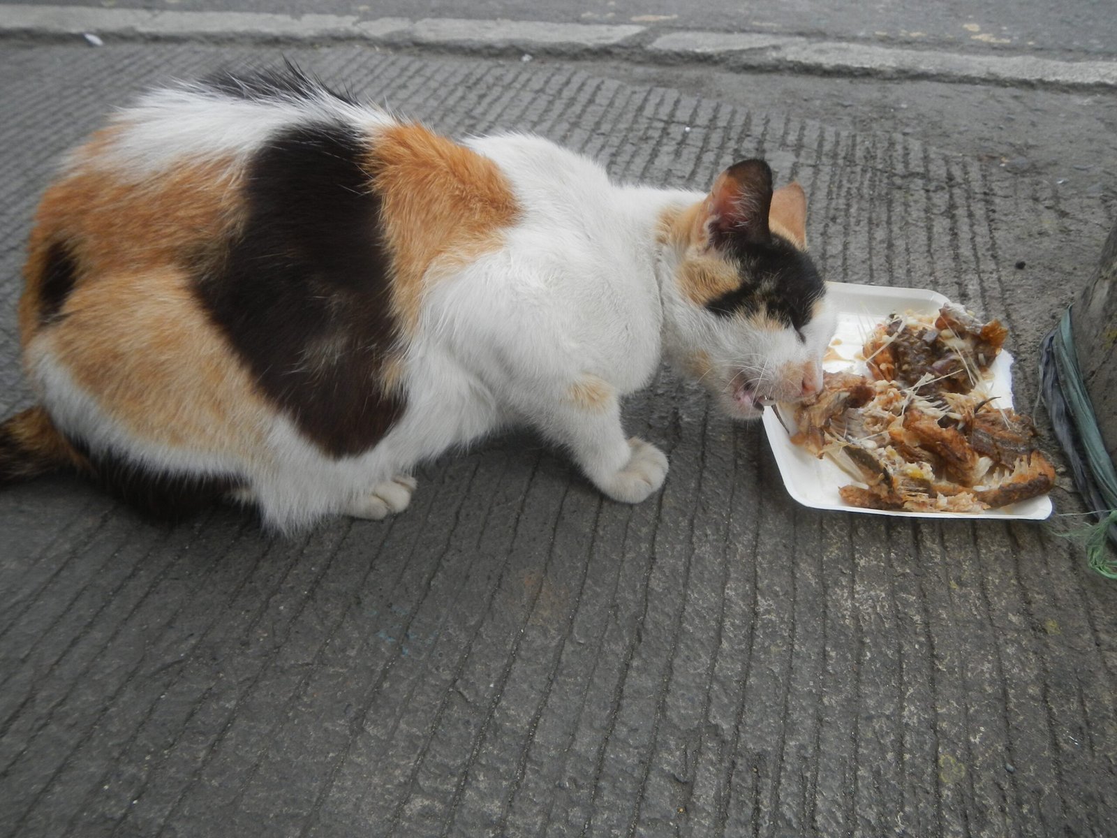 Eating in Your Presence: Feeling Safe (image credits: wikimedia)