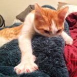 e Emotionally Efficient