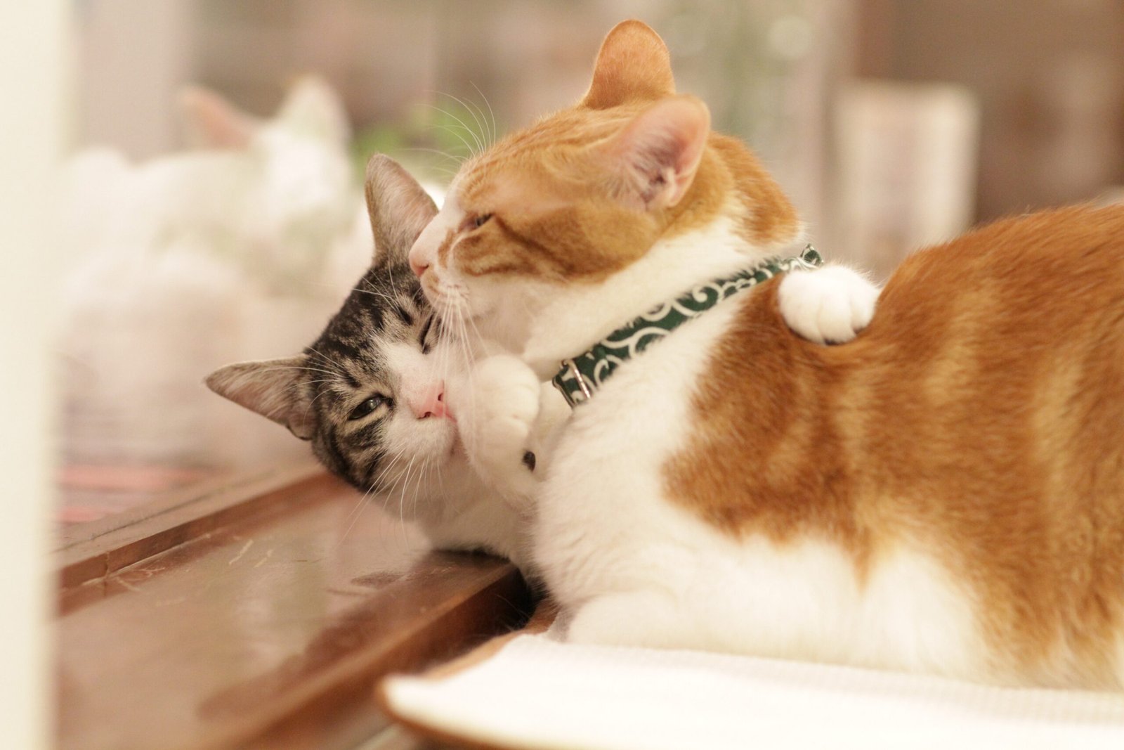 Recognizing Signs of Affection in Cats (image credits: wikimedia)