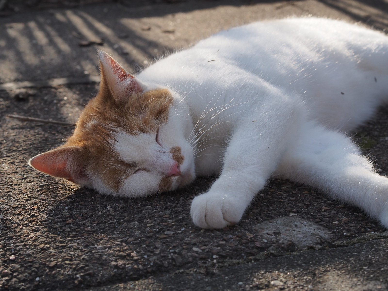 Sleeping in Unusual, Open Places (image credits: wikimedia)