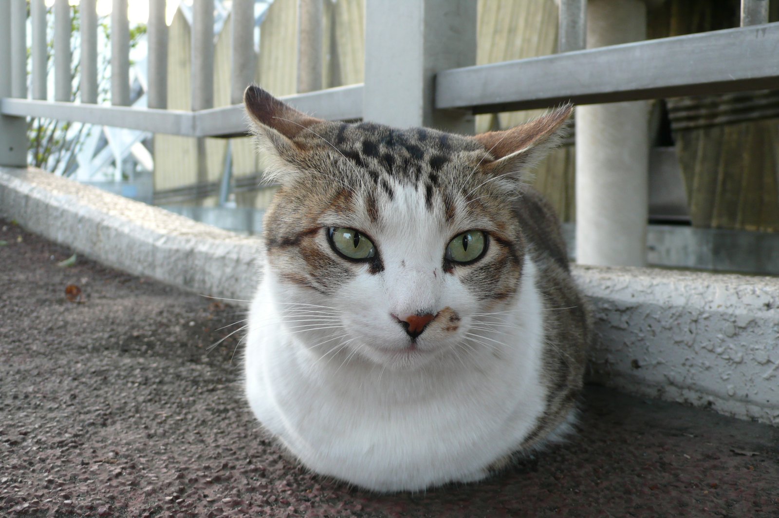 Flattened or Rotated Ears: The Silent Plea (image credits: wikimedia)