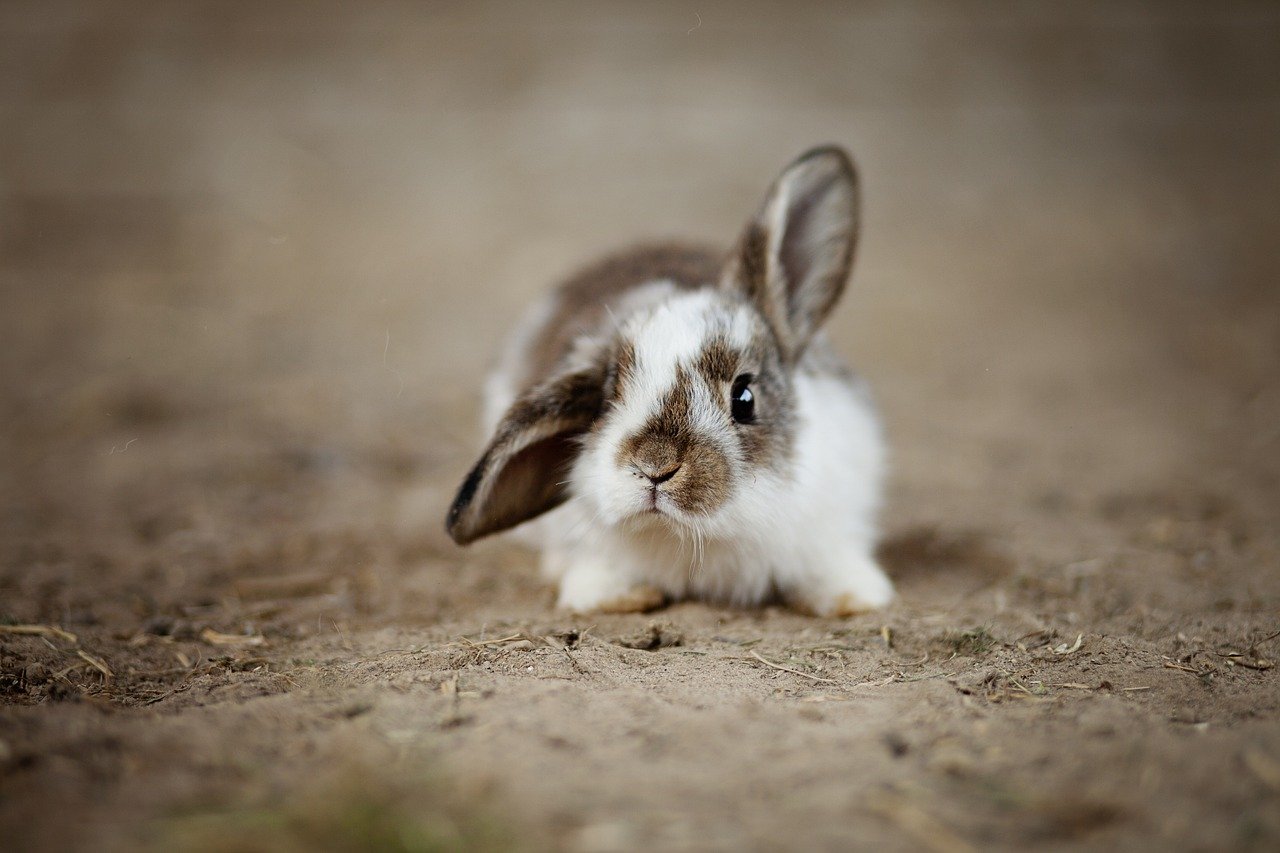 The Classic “Bunny Kick” (image credits: pixabay)