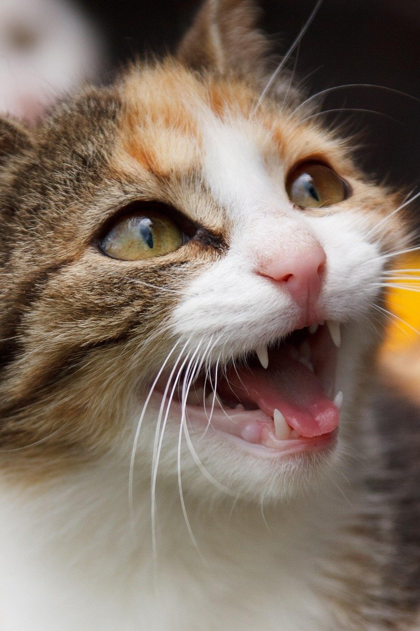 Hissing or Growling: The Obvious Red Lights (image credits: pixabay)