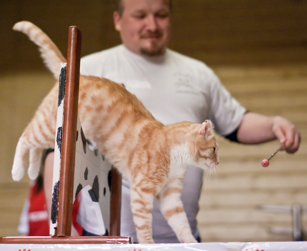 Egyptian Mau (image credits: wikimedia)