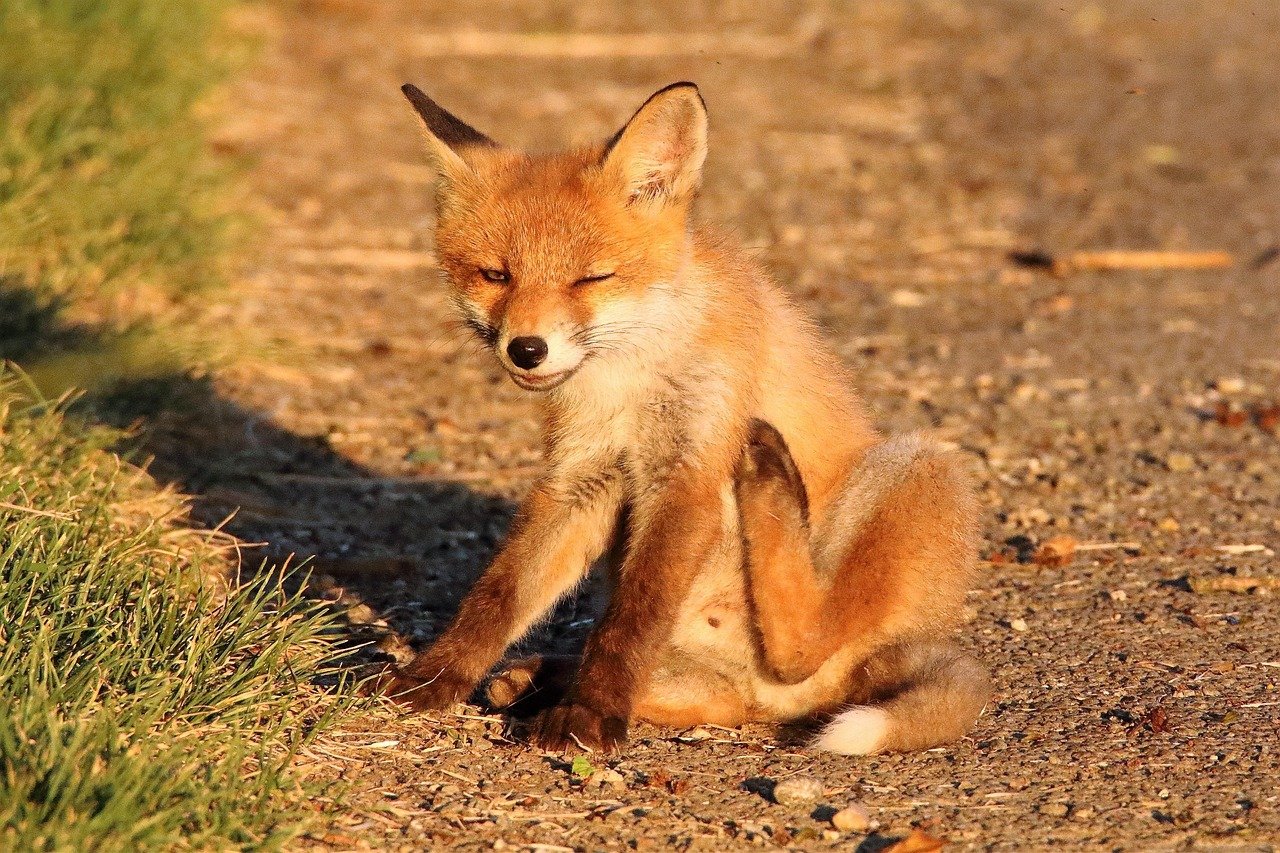 Slow Blinking of Affection (image credits: pixabay)