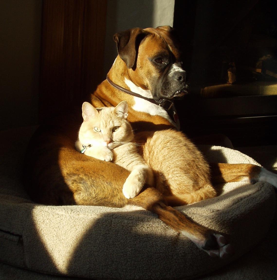 The Joy of Sunbeams and Windowsills (image credits: wikimedia)