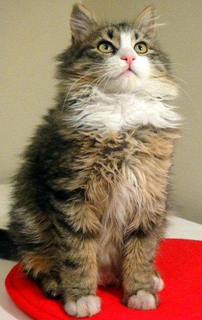 Turkish Angora: The Elegant Traditionalist (image credits: wikimedia)