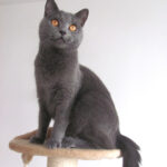 10 Cat Breeds That Bond Best Through Daily Rituals