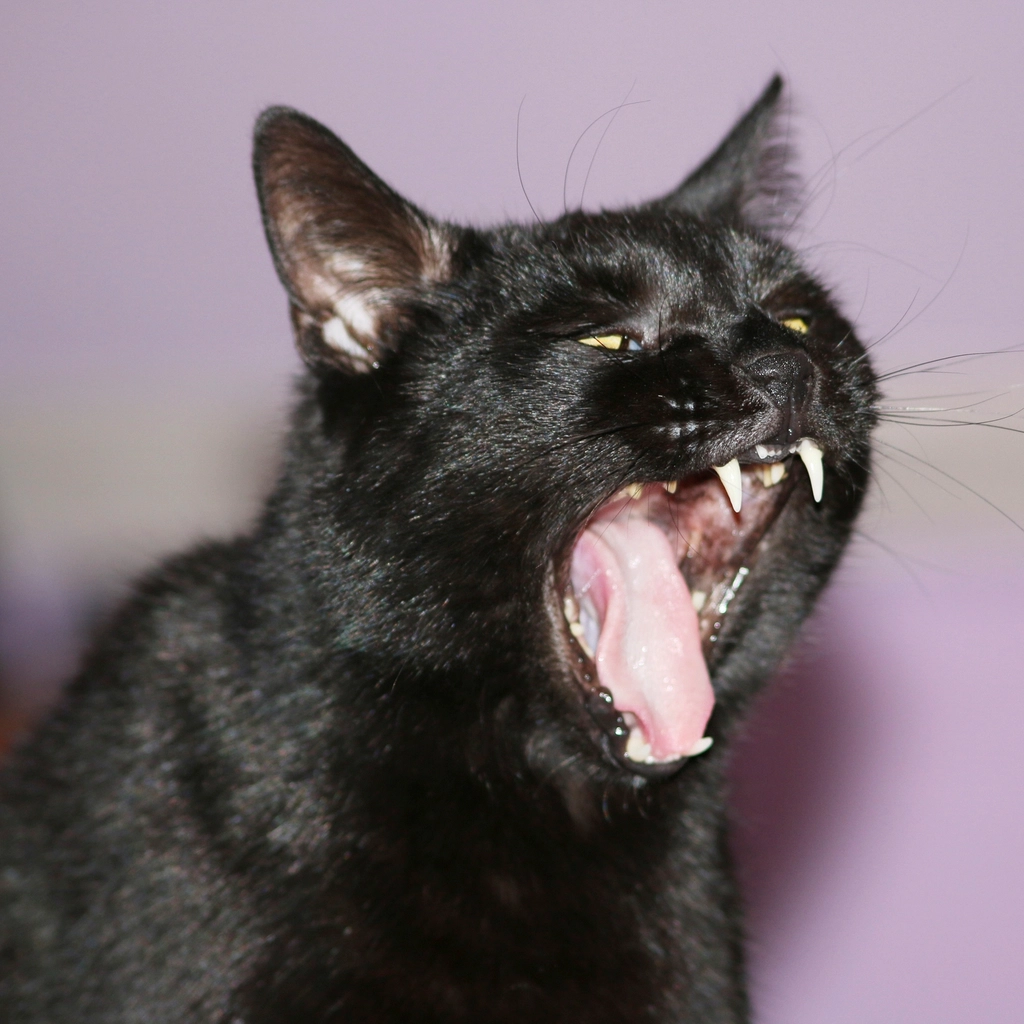 Burmese: The Velvet Companion (image credits: rawpixel)