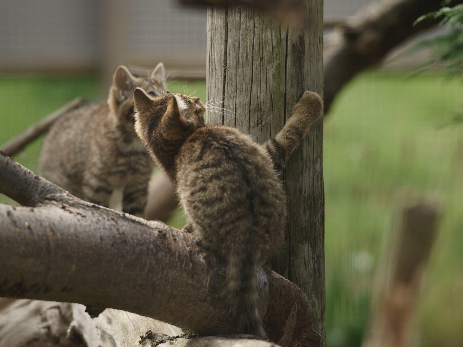Playtime: Scheduled Fun (image credits: wikimedia)
