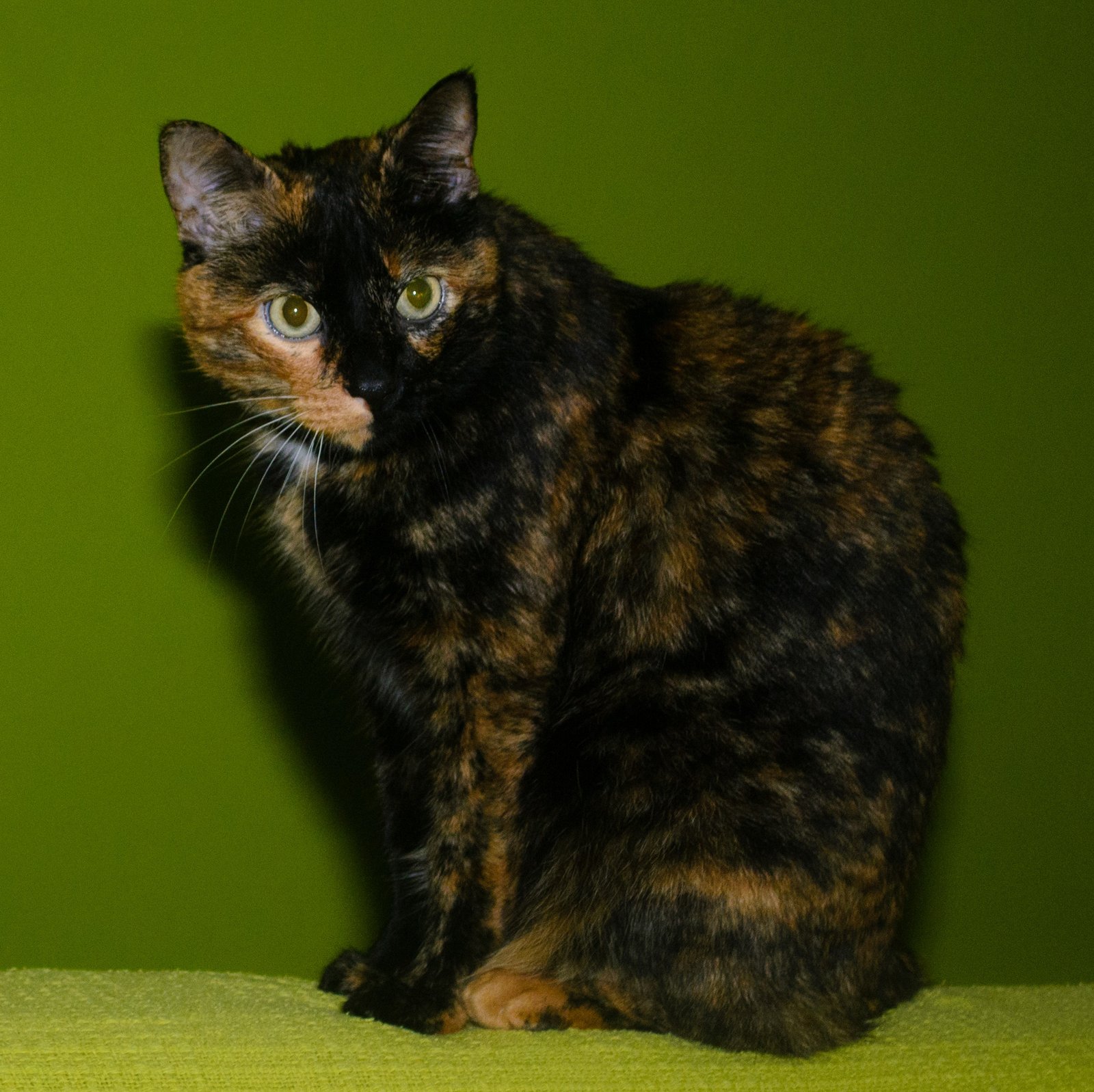 Adapting for Senior Cats (image credits: wikimedia)