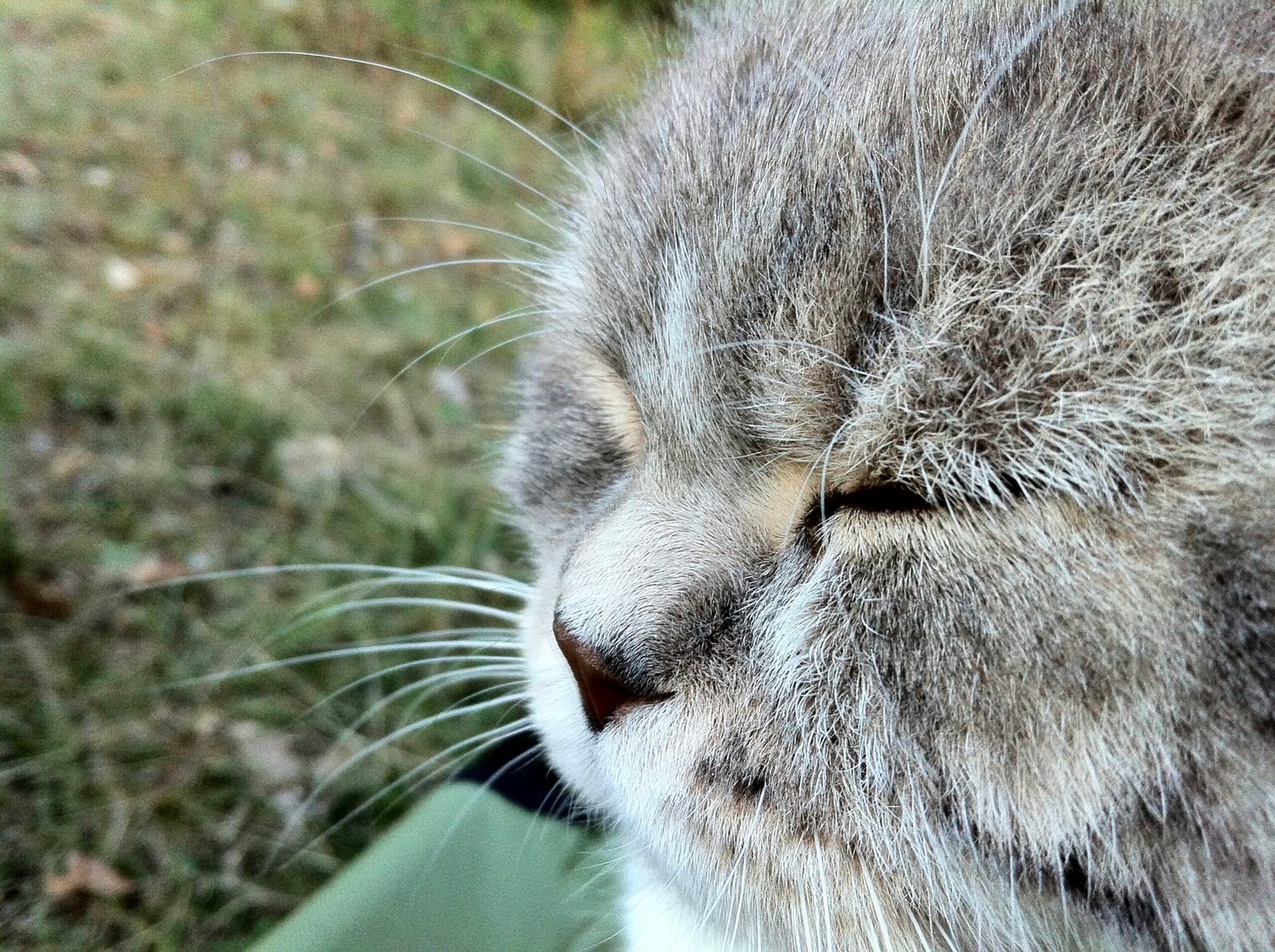British Shorthair: The Quiet Observer (image credits: wikimedia)