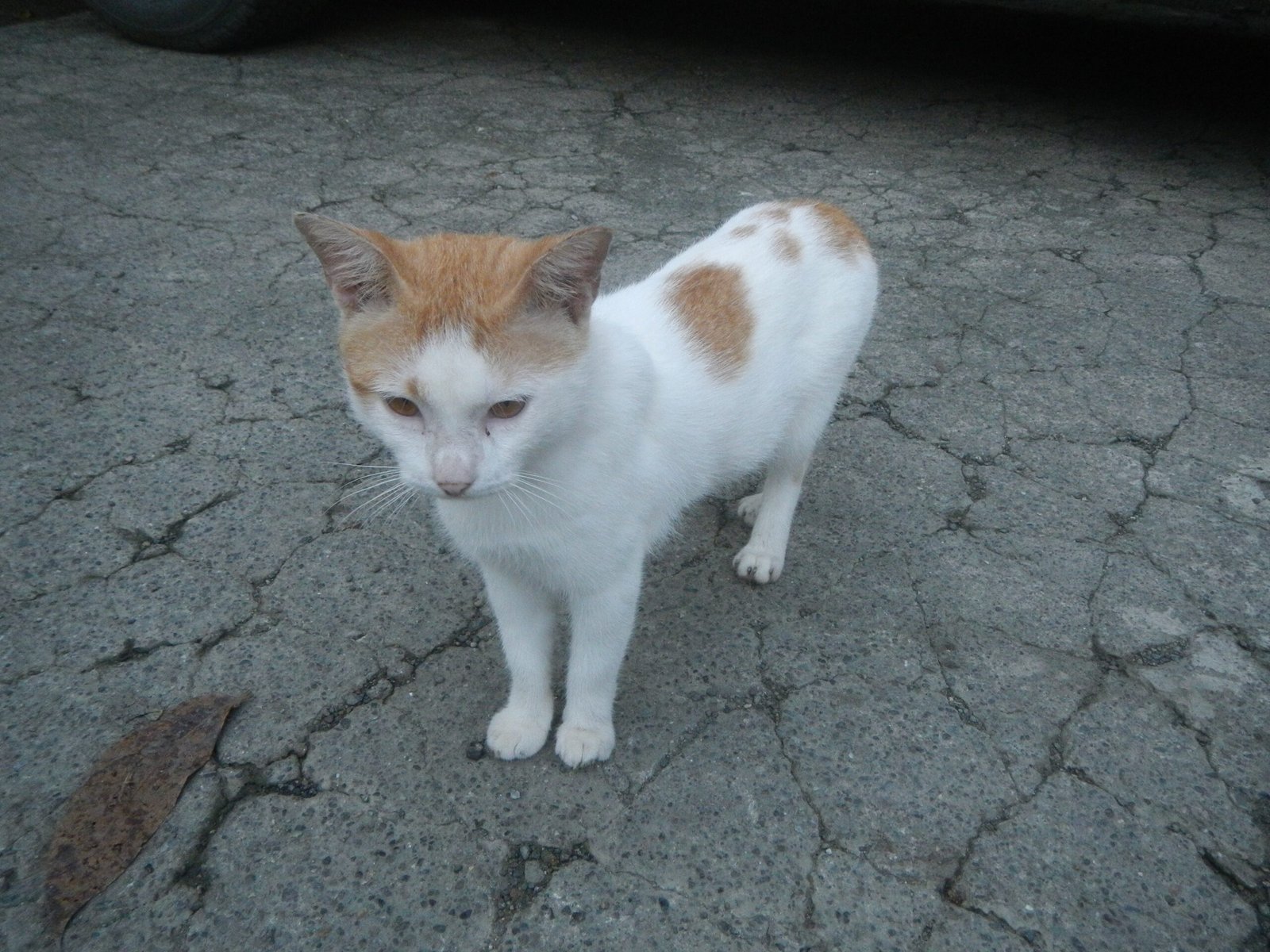 Following You Everywhere: The Loyal Shadow (image credits: wikimedia)