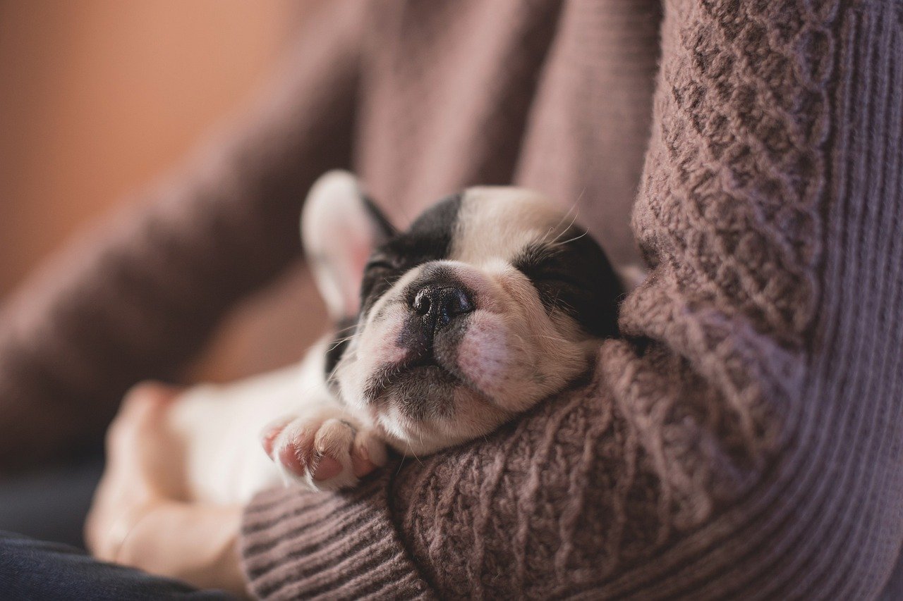 Sleeping on or Near You: The Ultimate Vulnerability (image credits: pixabay)