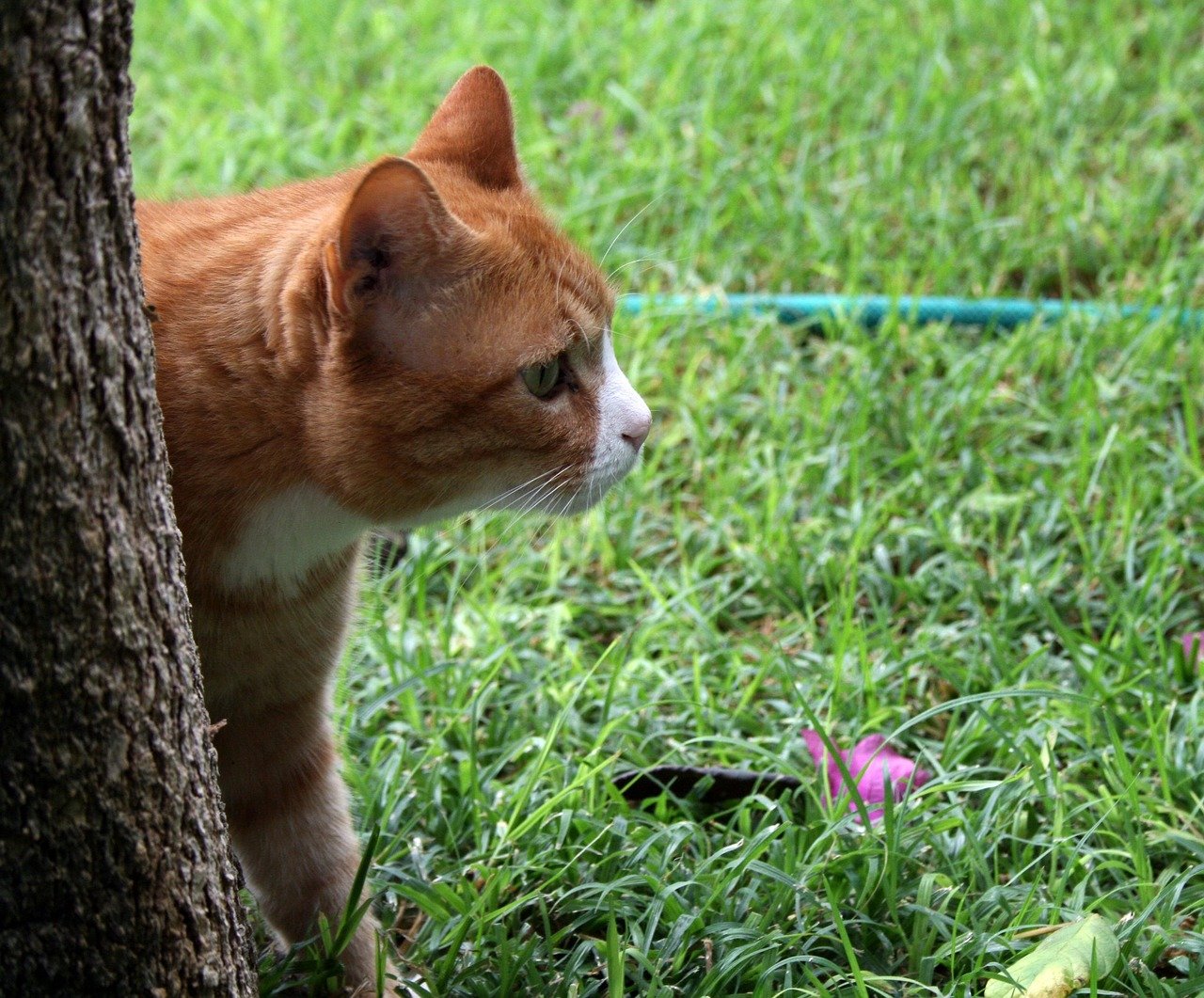 Selective Socializing with Newcomers (image credits: pixabay)
