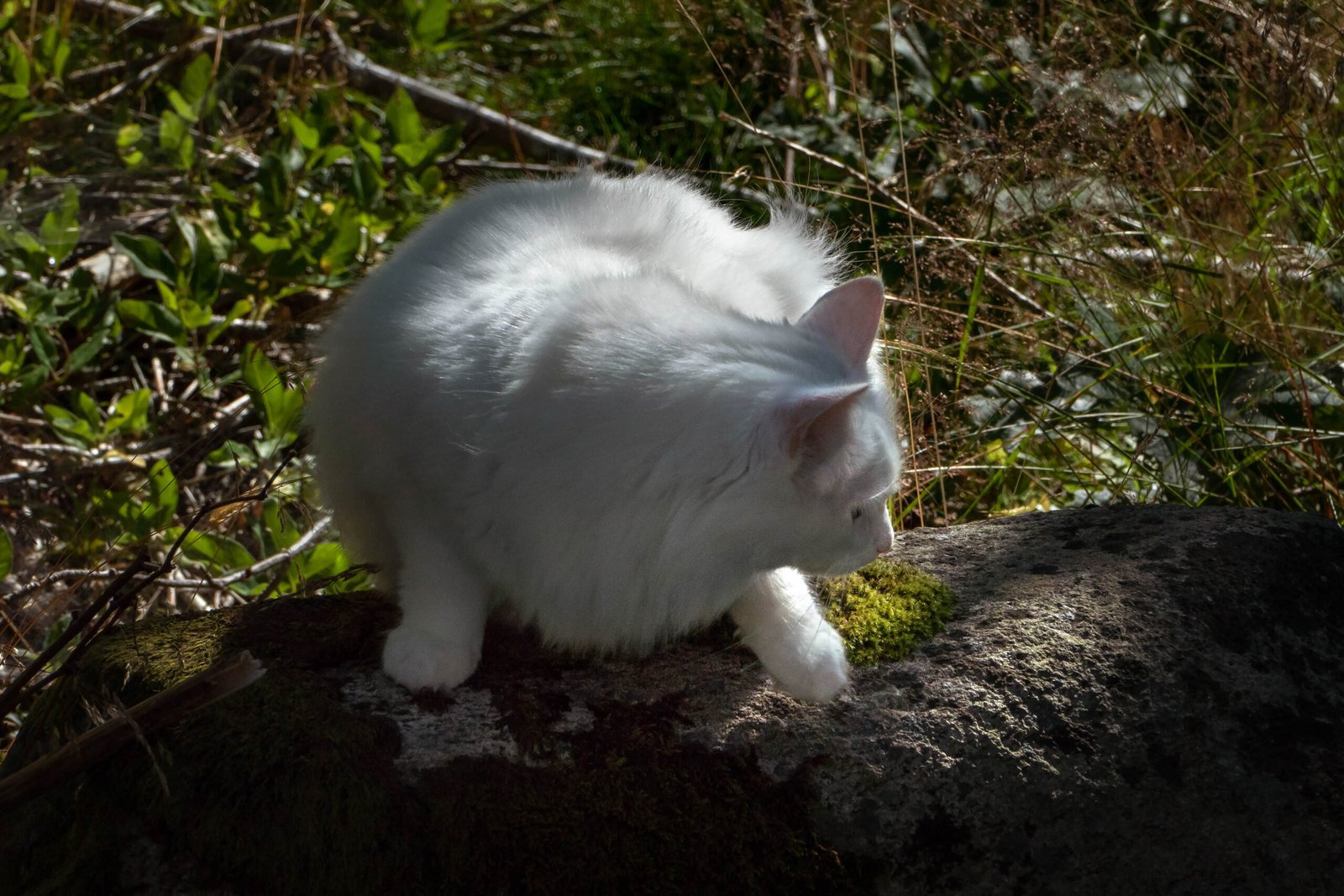 Natural Curiosity as a Coping Mechanism (image credits: wikimedia)