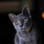 Create Predictability