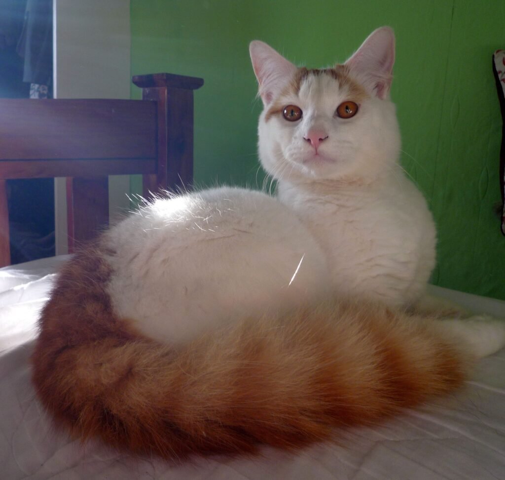 Turkish Van: The Predictable Partner