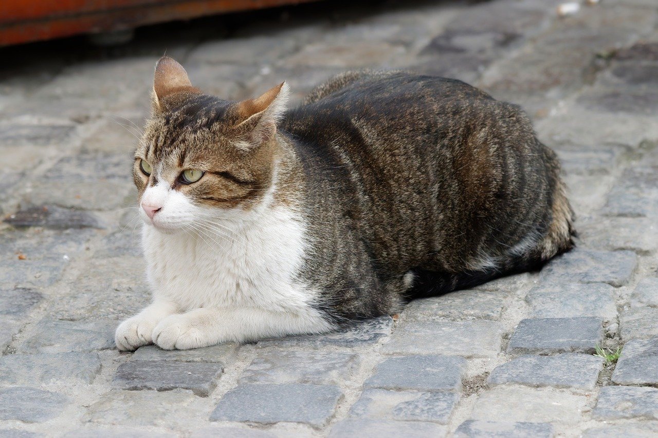 11. Sitting On Your Stuff (image credits: pixabay)