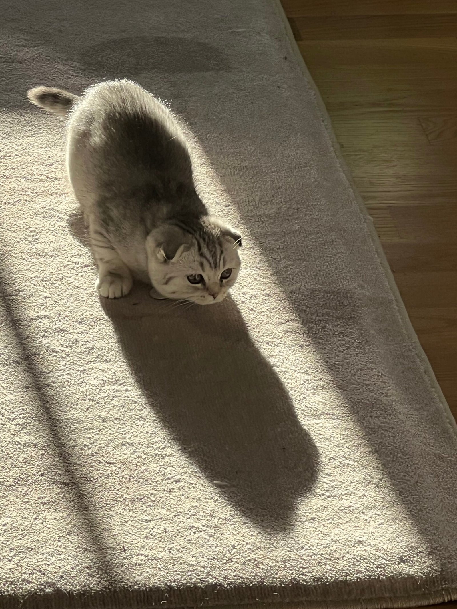 Scottish Fold: The Sweet Observer (image credits: wikimedia)