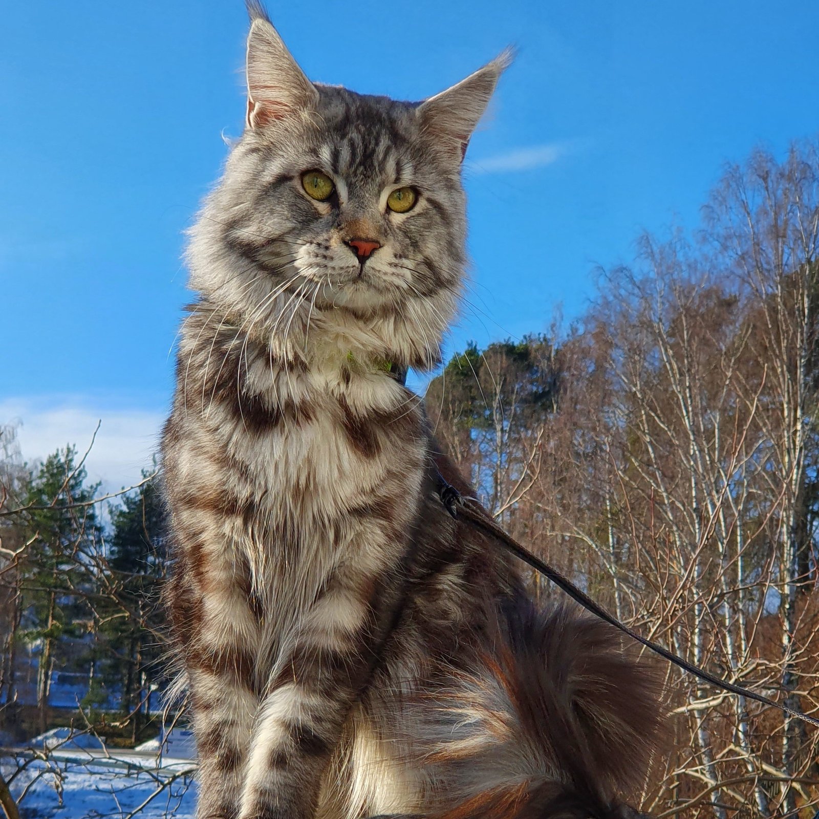 Maine Coon: The Gentle Giant (image credits: wikimedia)