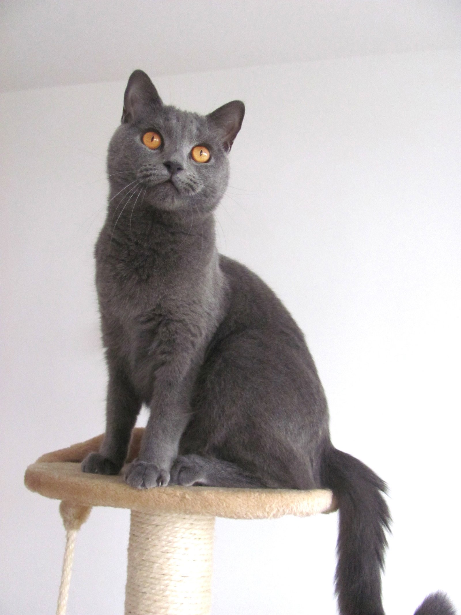 Chartreux: The Quiet Companion (image credits: wikimedia)