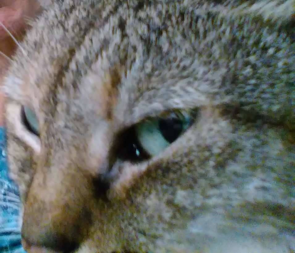 Egyptian Mau: The Watchful Devotee (image credits: wikimedia)